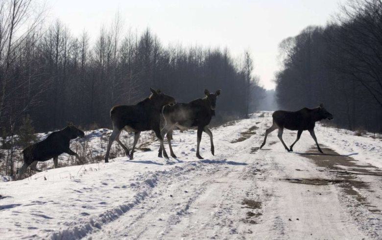 A vida selvagem tomou conta da zona de exclusão de Tchernobil na Ucrânia e Bielorrússia REUTERS / VASILY FEDOSENKO